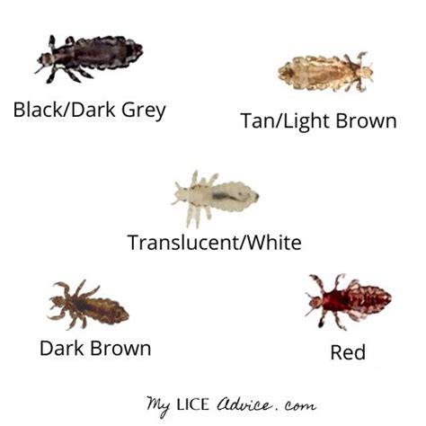 are there bugs that look similar to lice